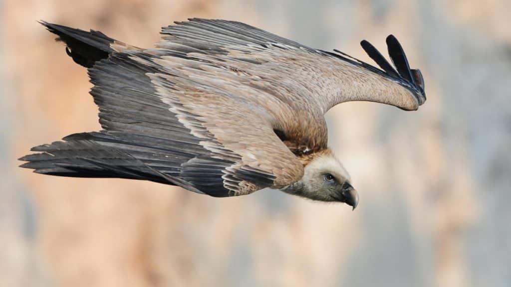 vulture-falaise-belvédère
