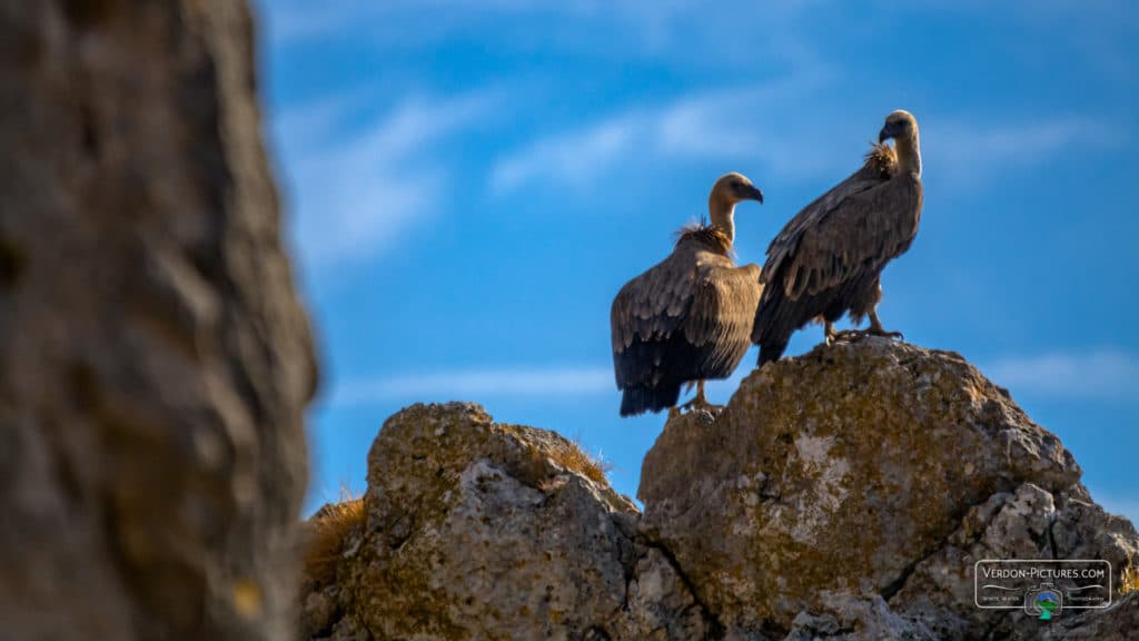 vautours-fauves-posés