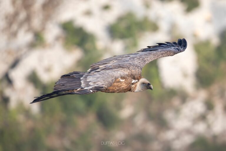 vautours-gorges-verdon