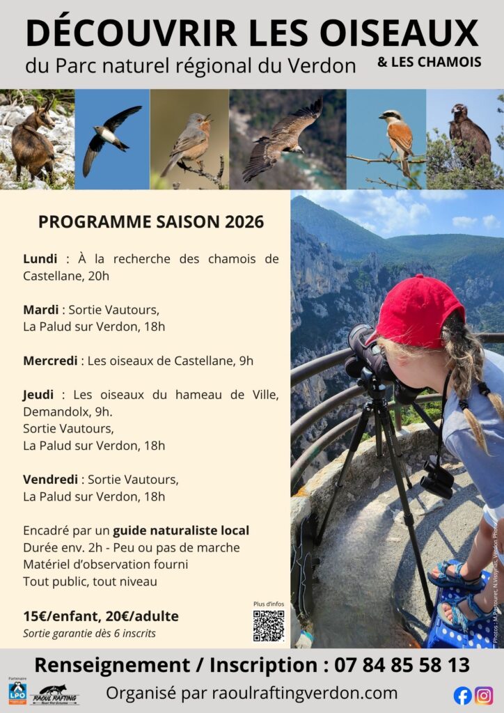 voir-vautours-oiseaux-verdon
